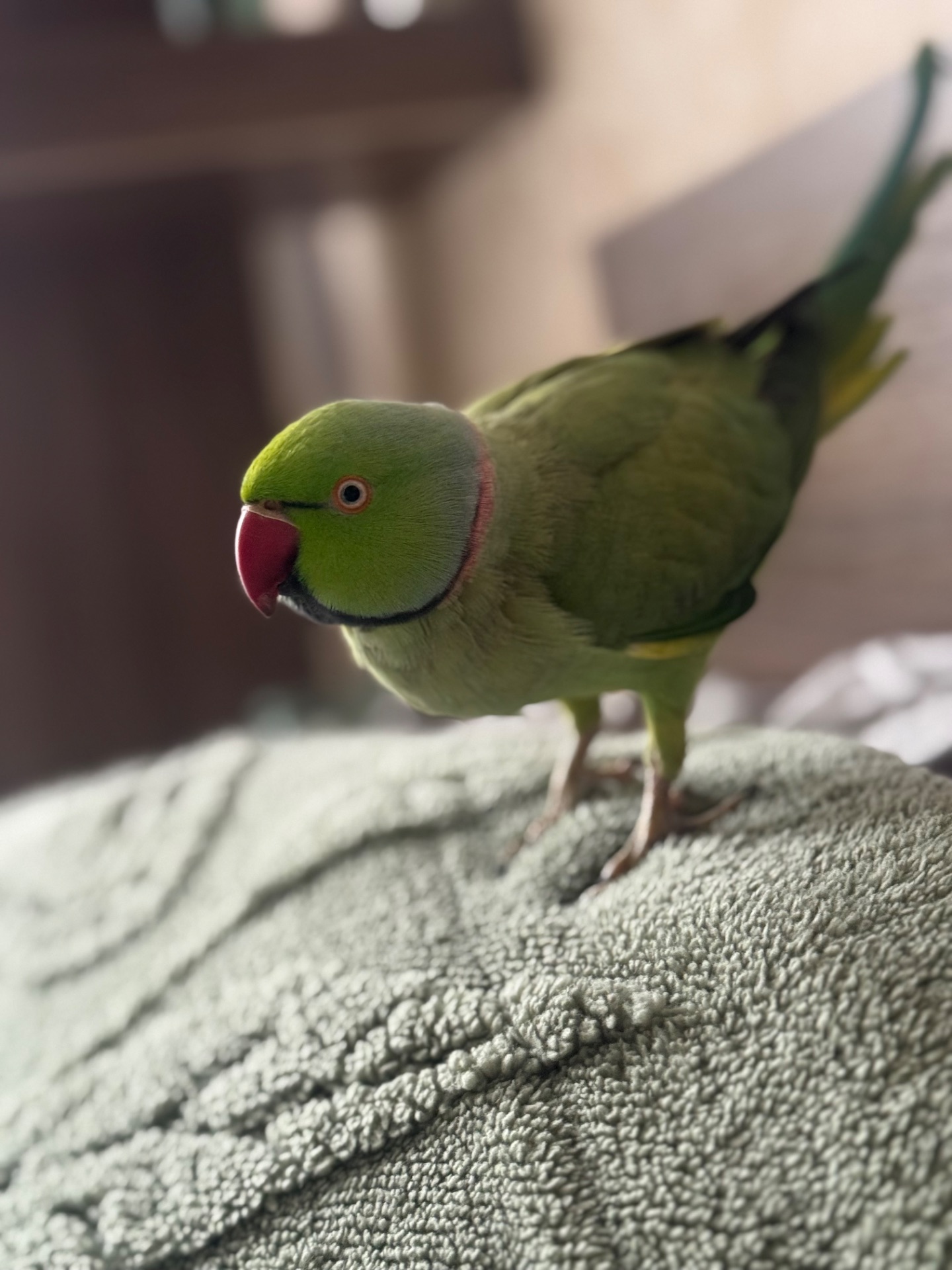 Ожереловый попугай