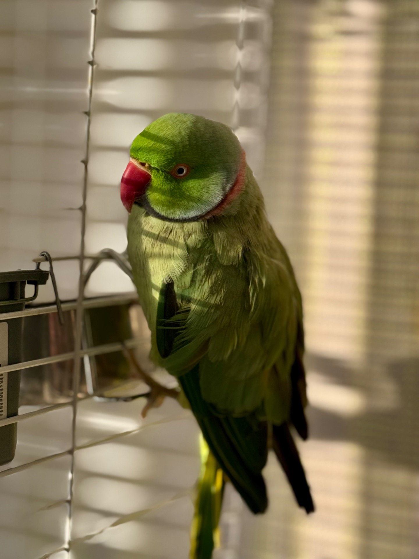 Ожереловый попугай