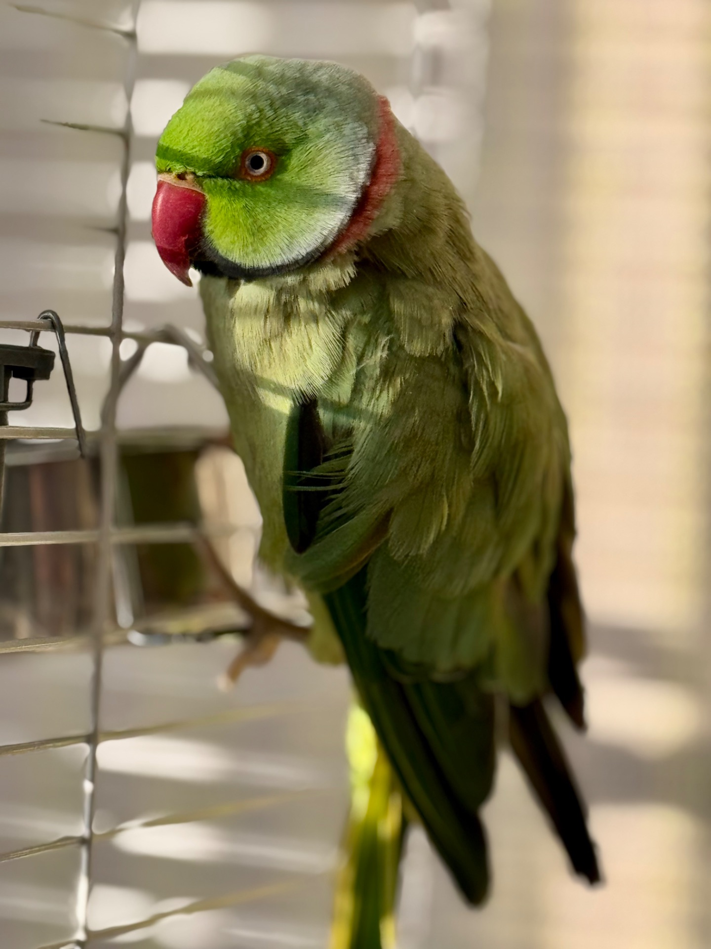 Ожереловый попугай