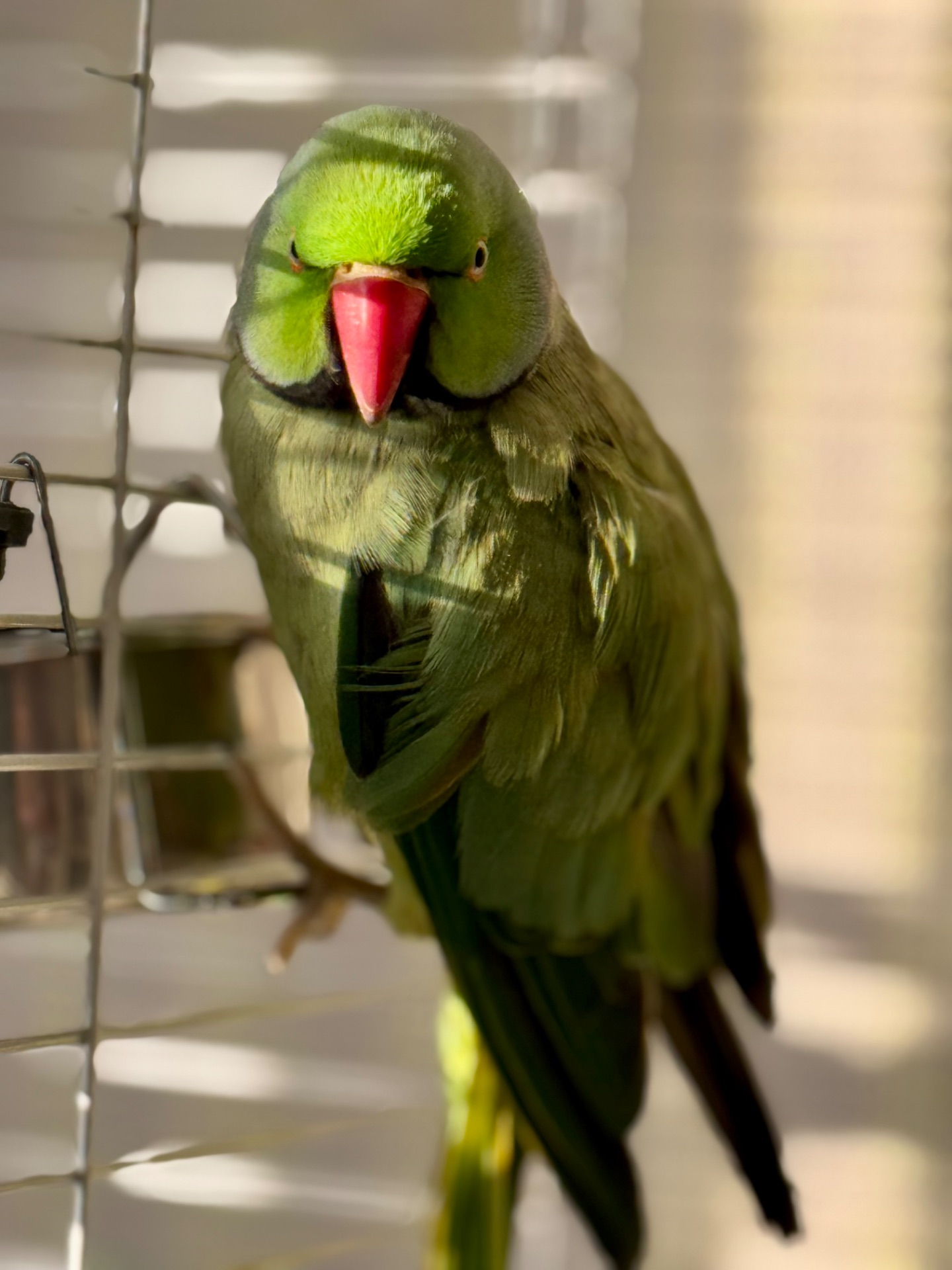 Ожереловый попугай