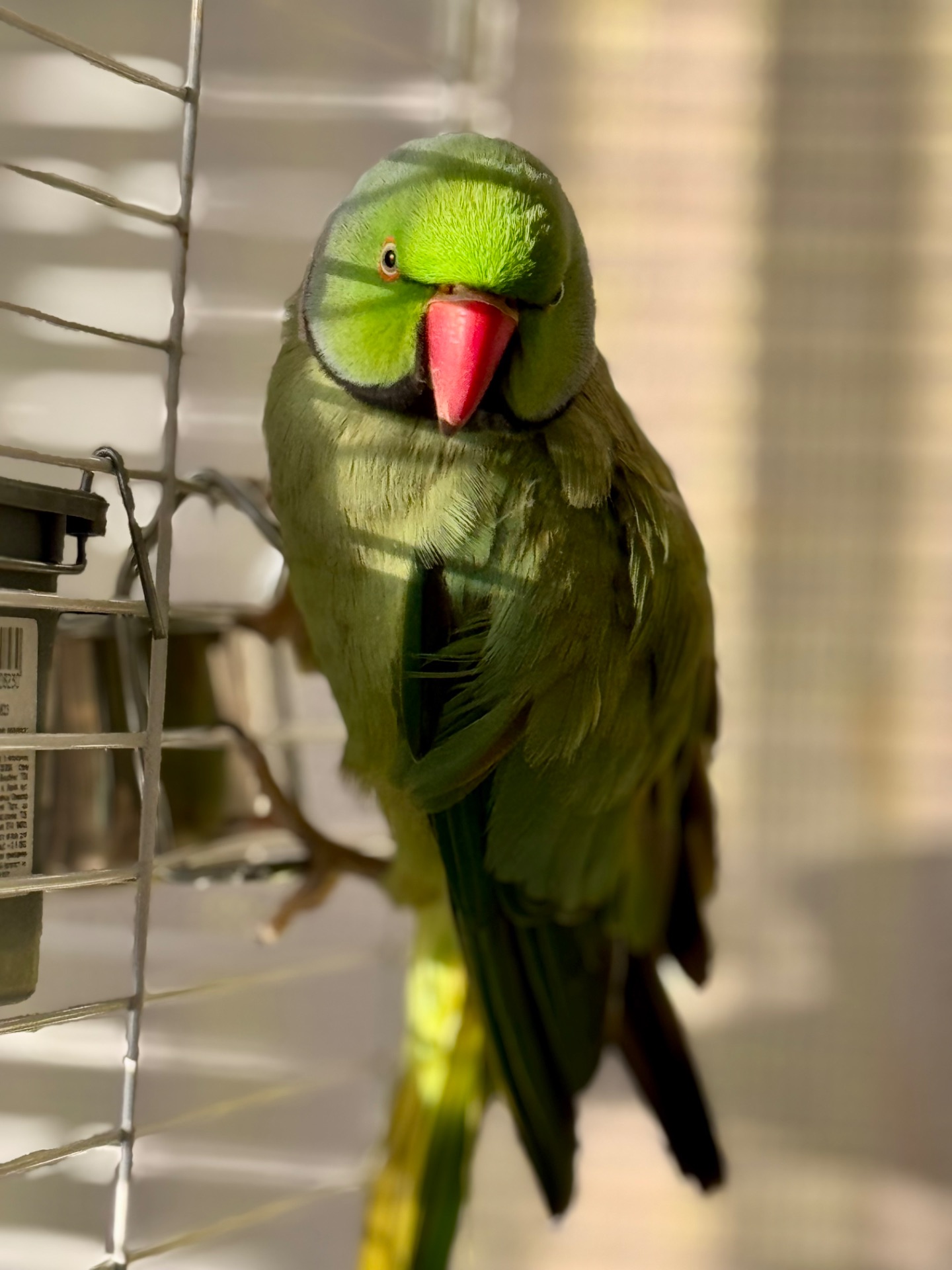 Ожереловый попугай