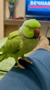 Ожереловый попугай