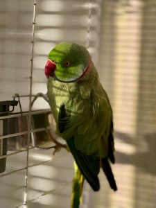 Ожереловый попугай