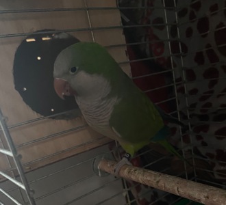 Продам пару пагуг