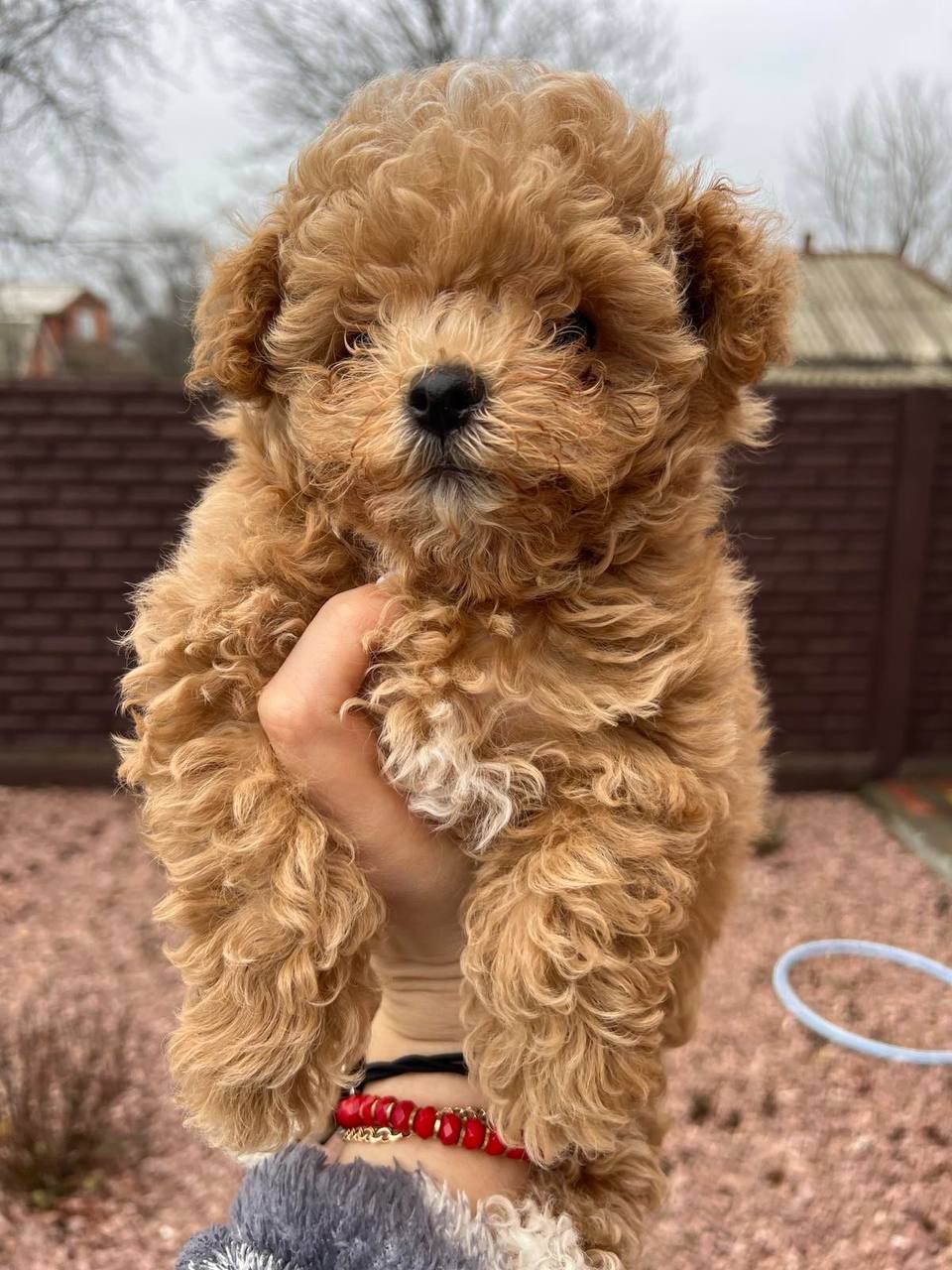 Мини мальтипу