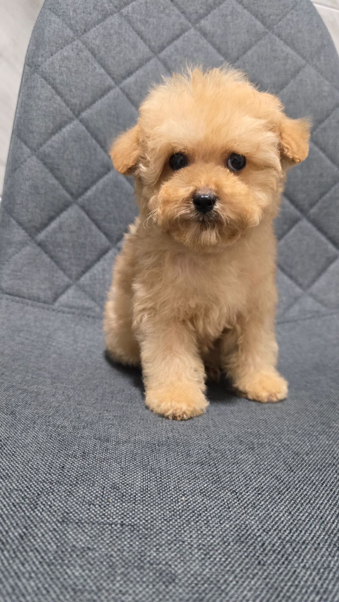 Щенки мальтипу