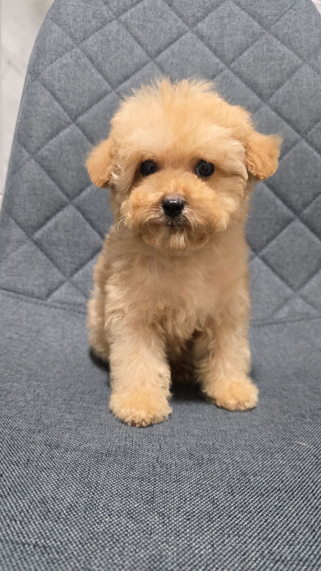 Щенки мальтипу