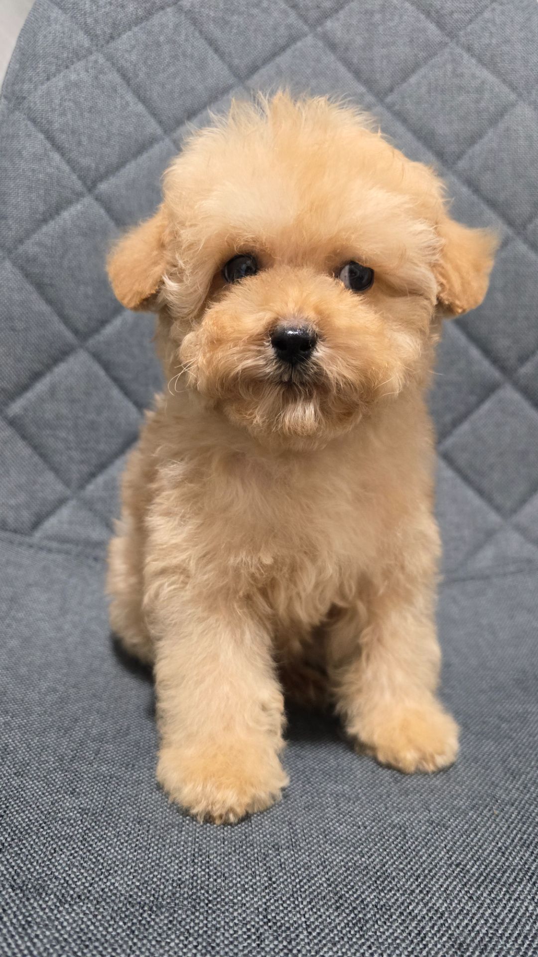 Щенки мальтипу