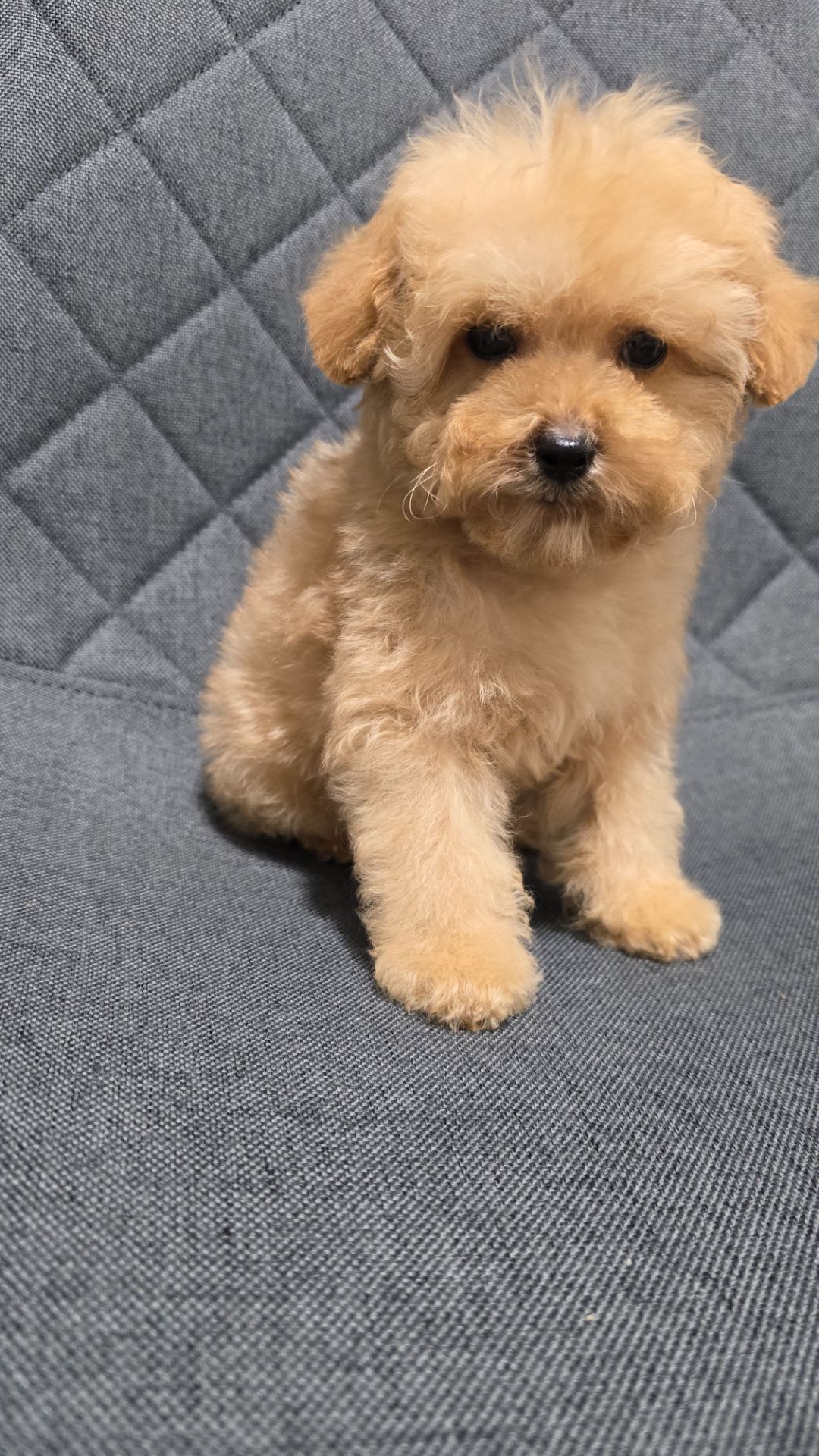 Щенки мальтипу