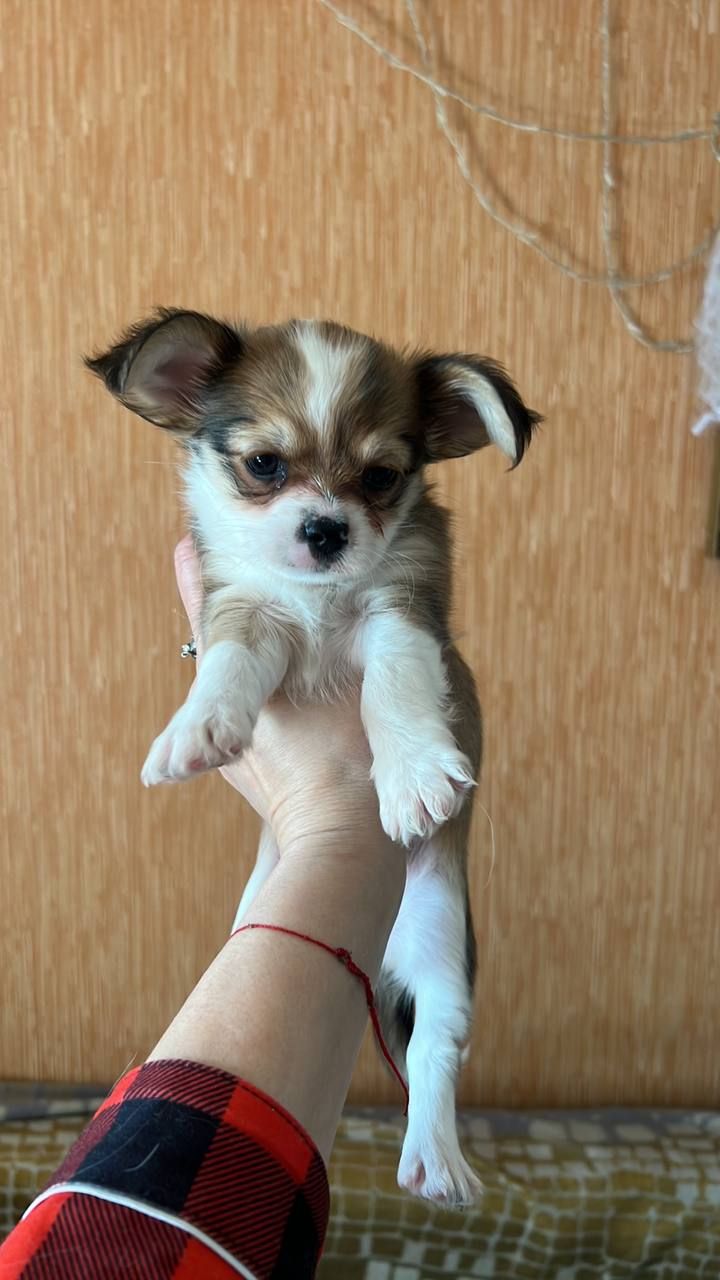 Щенки чихуашки!!!