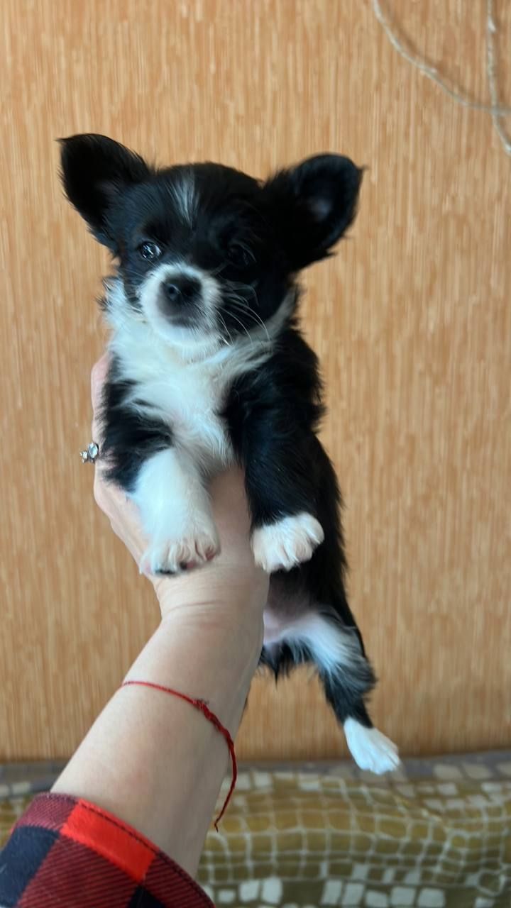 Щенки чихуашки!!!