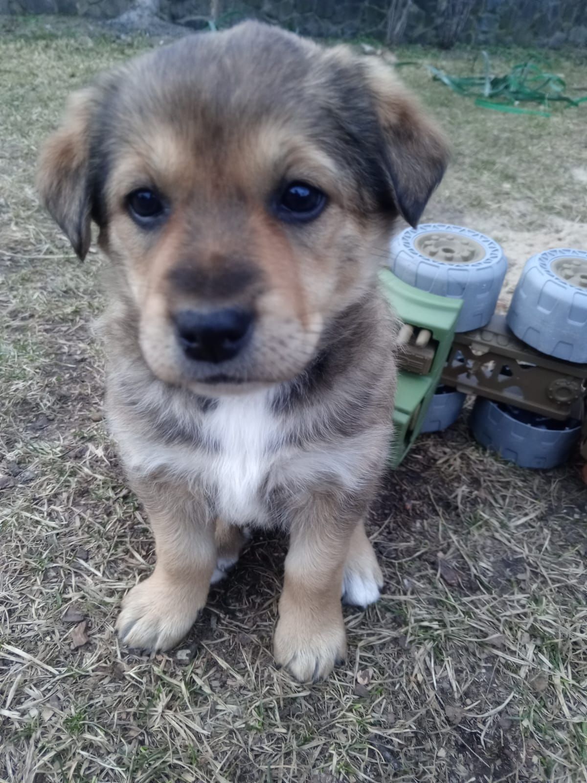 Дуже милі цуценята