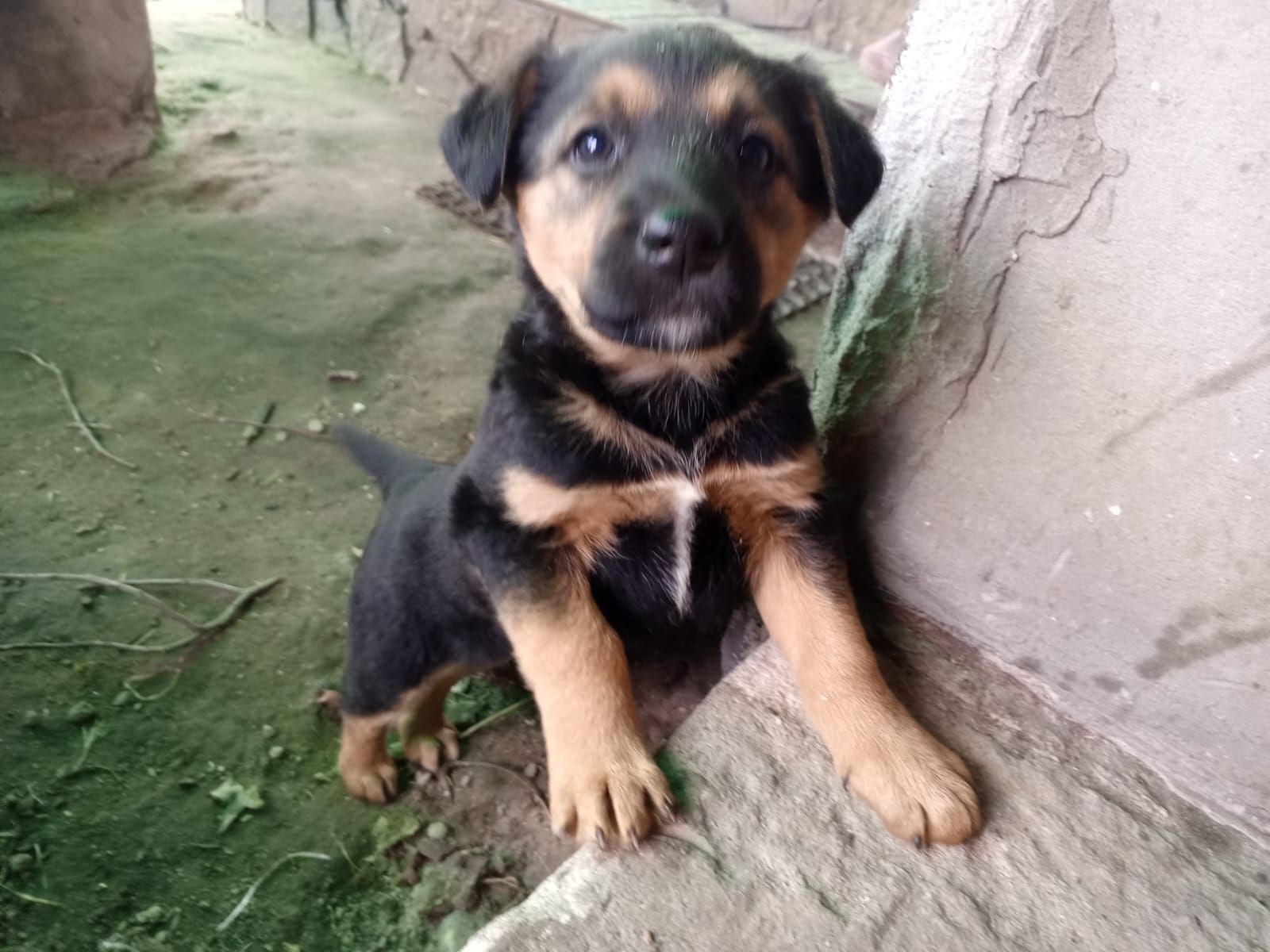 Дуже милі цуценята