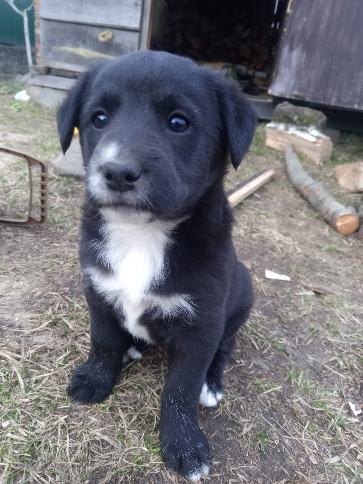 Дуже милі цуценята