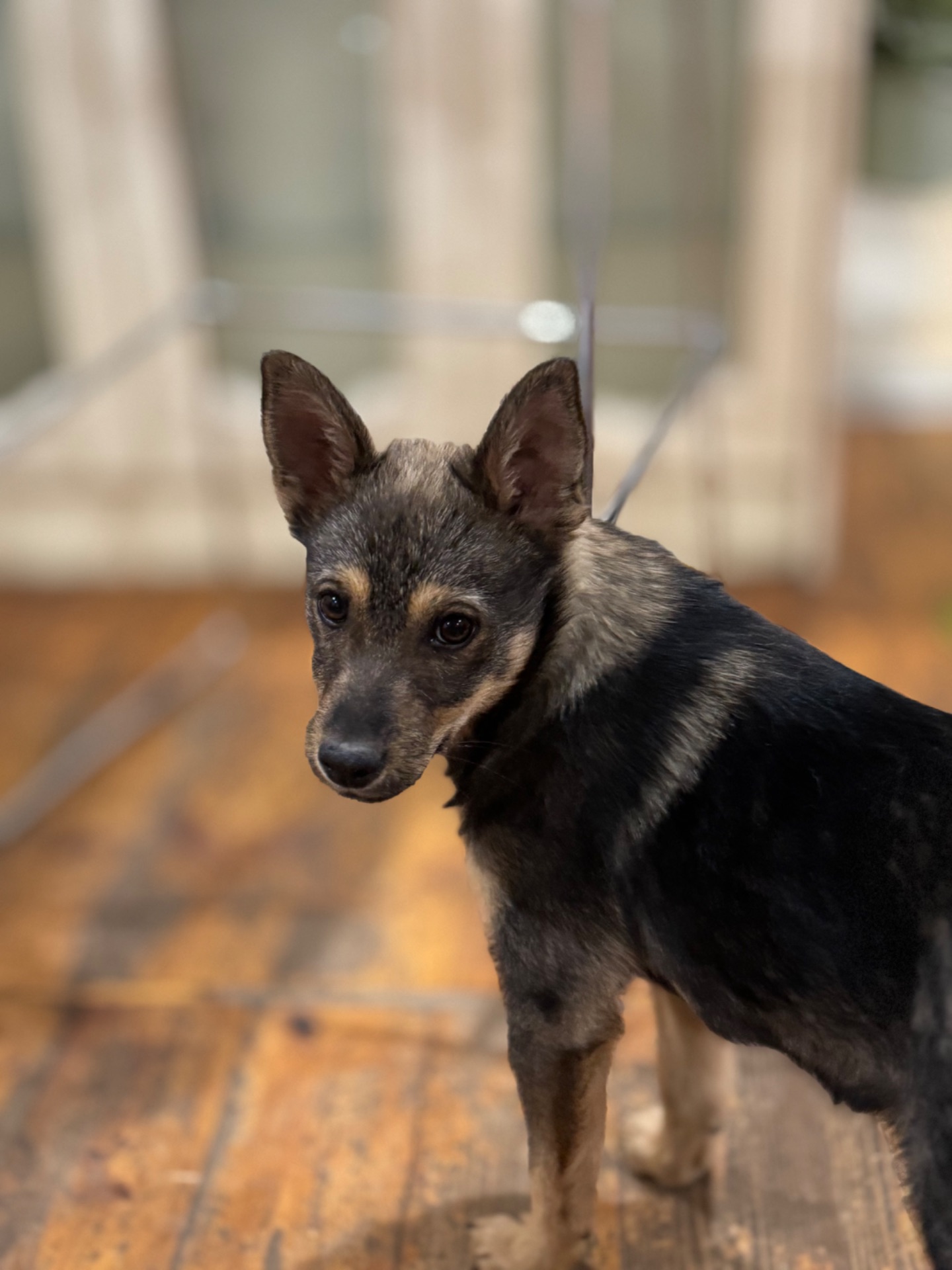 Шукають домівку покинуті цуцики