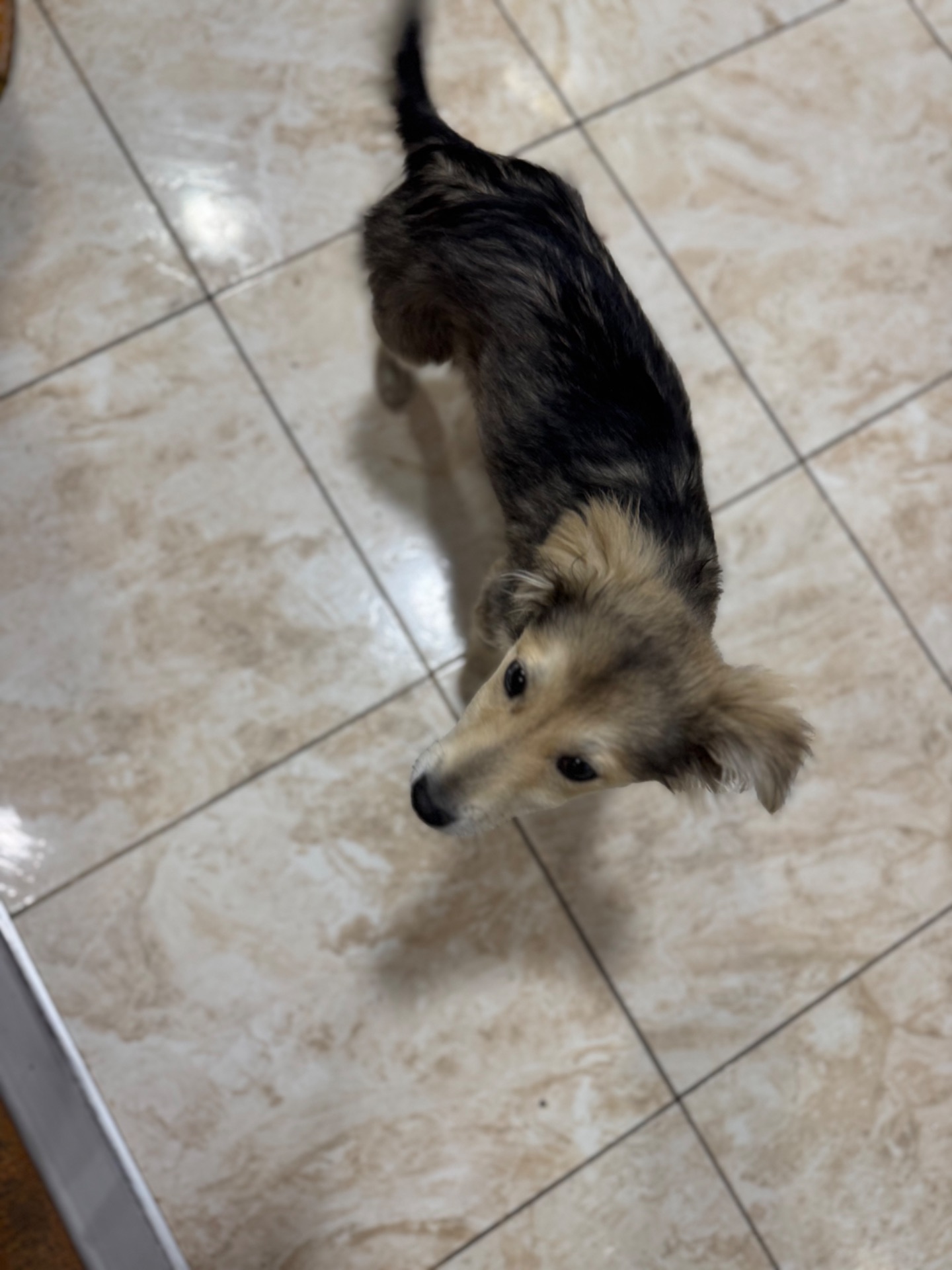 Шукають домівку покинуті цуцики