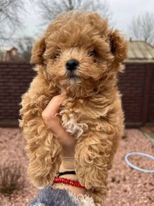 Мини мальтипу