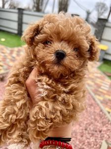 Мини мальтипу