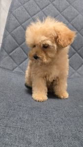 Щенки мальтипу