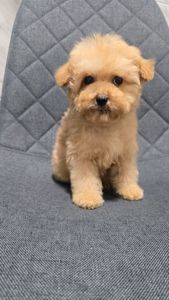 Щенки мальтипу