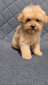 Щенки мальтипу