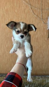 Щенки чихуашки!!!