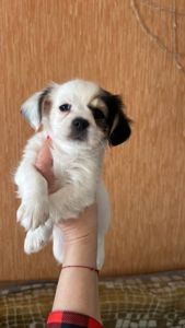 Щенки чихуашки!!!