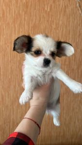 Щенки чихуашки!!!