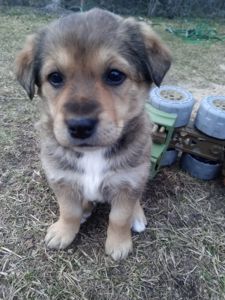 Дуже милі цуценята