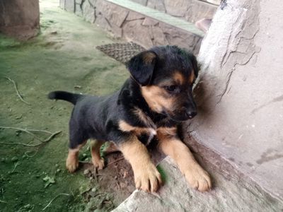 Дуже милі цуценята