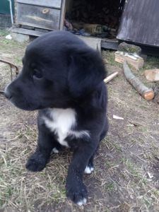 Дуже милі цуценята