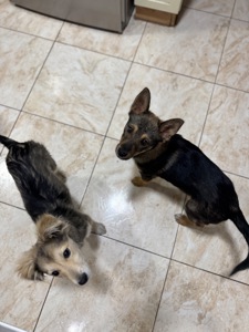 Шукають домівку покинуті цуцики