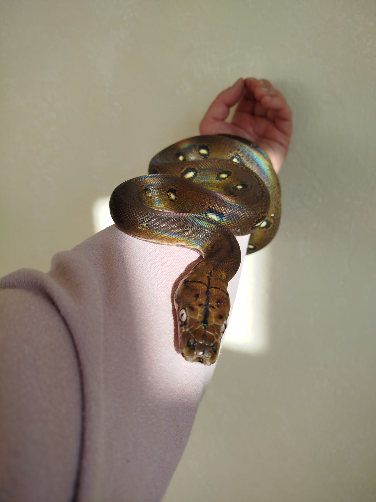 Сетчатый питон 🐍