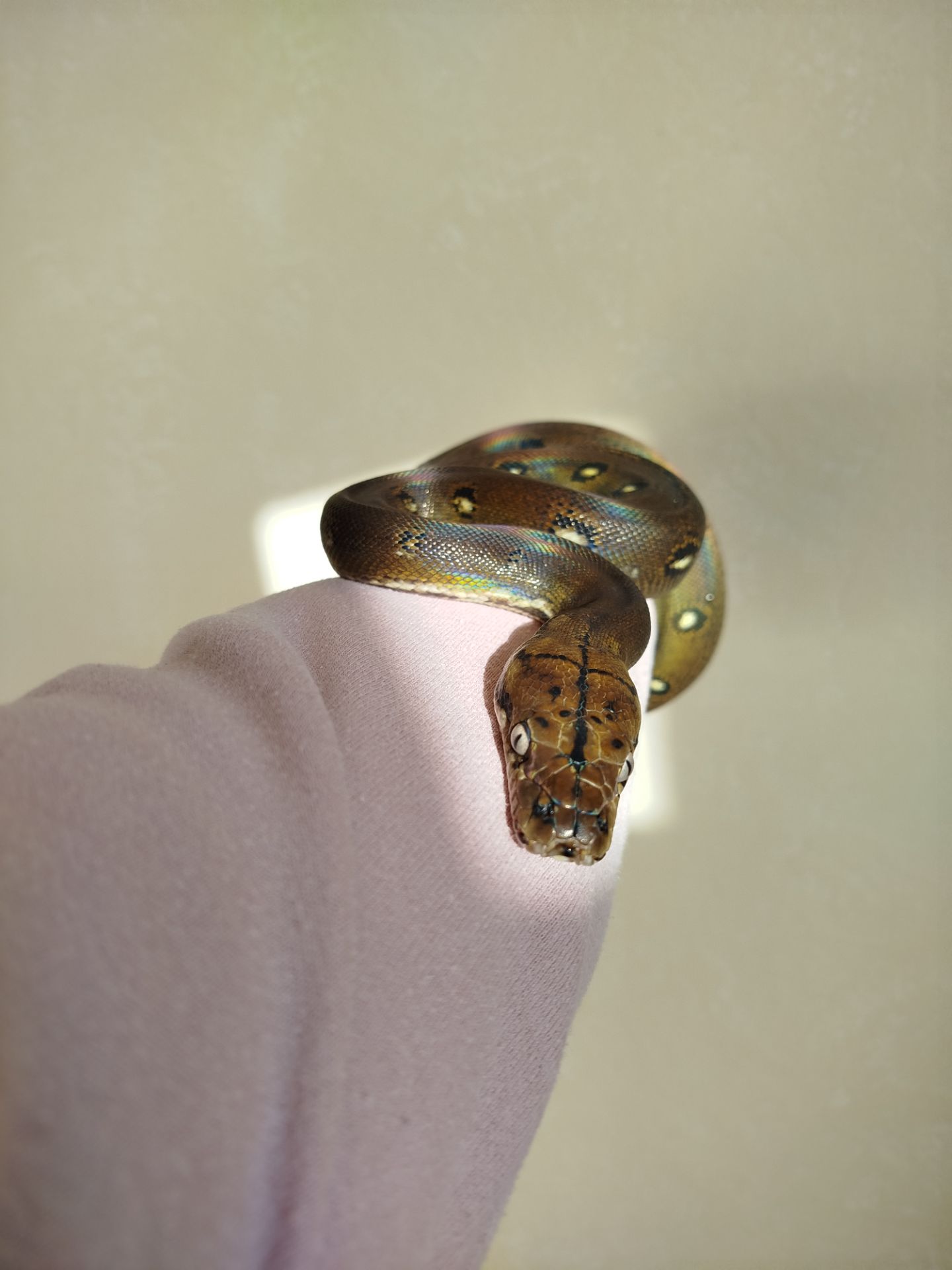 Сетчатый питон 🐍