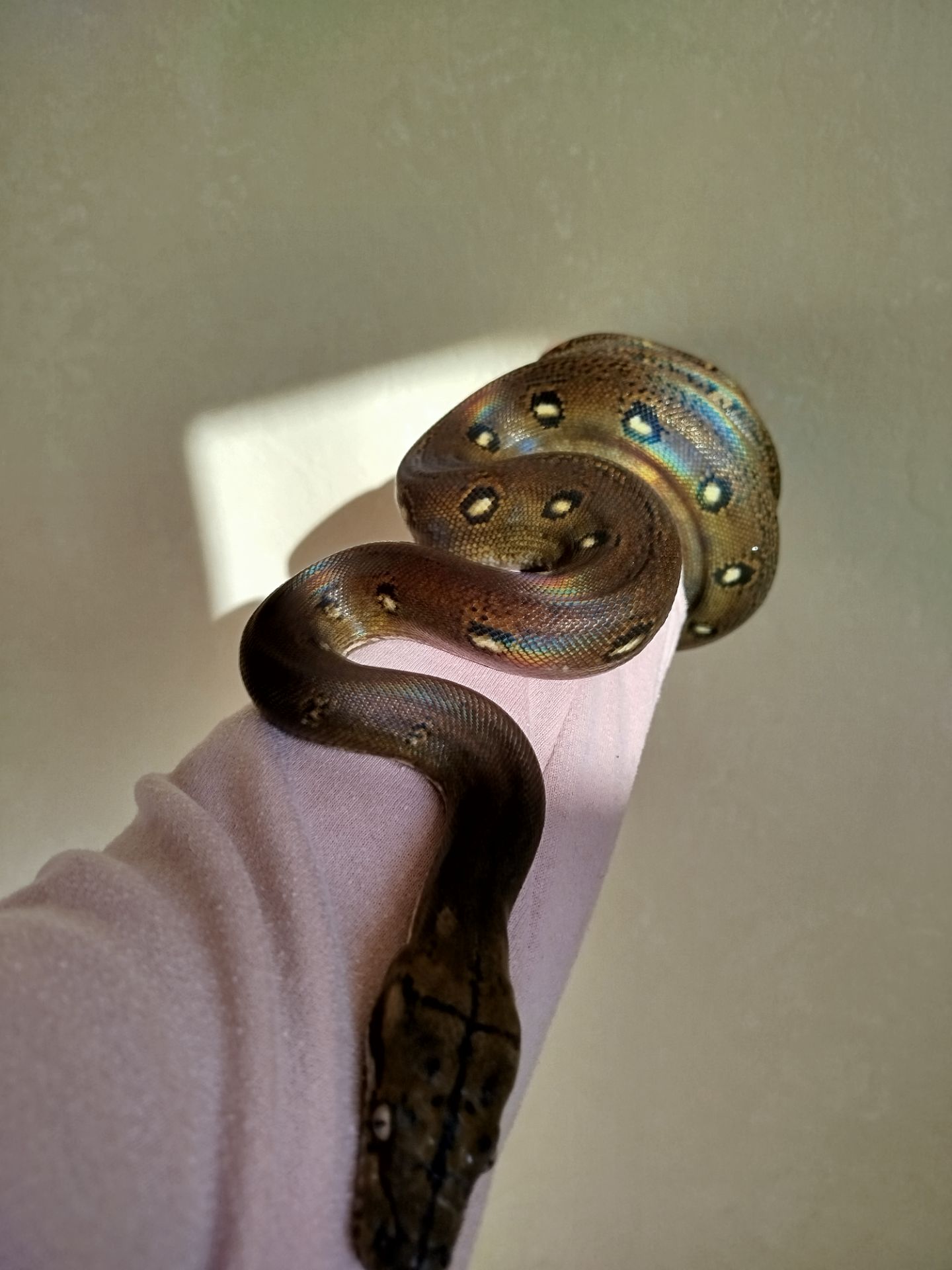 Сетчатый питон 🐍