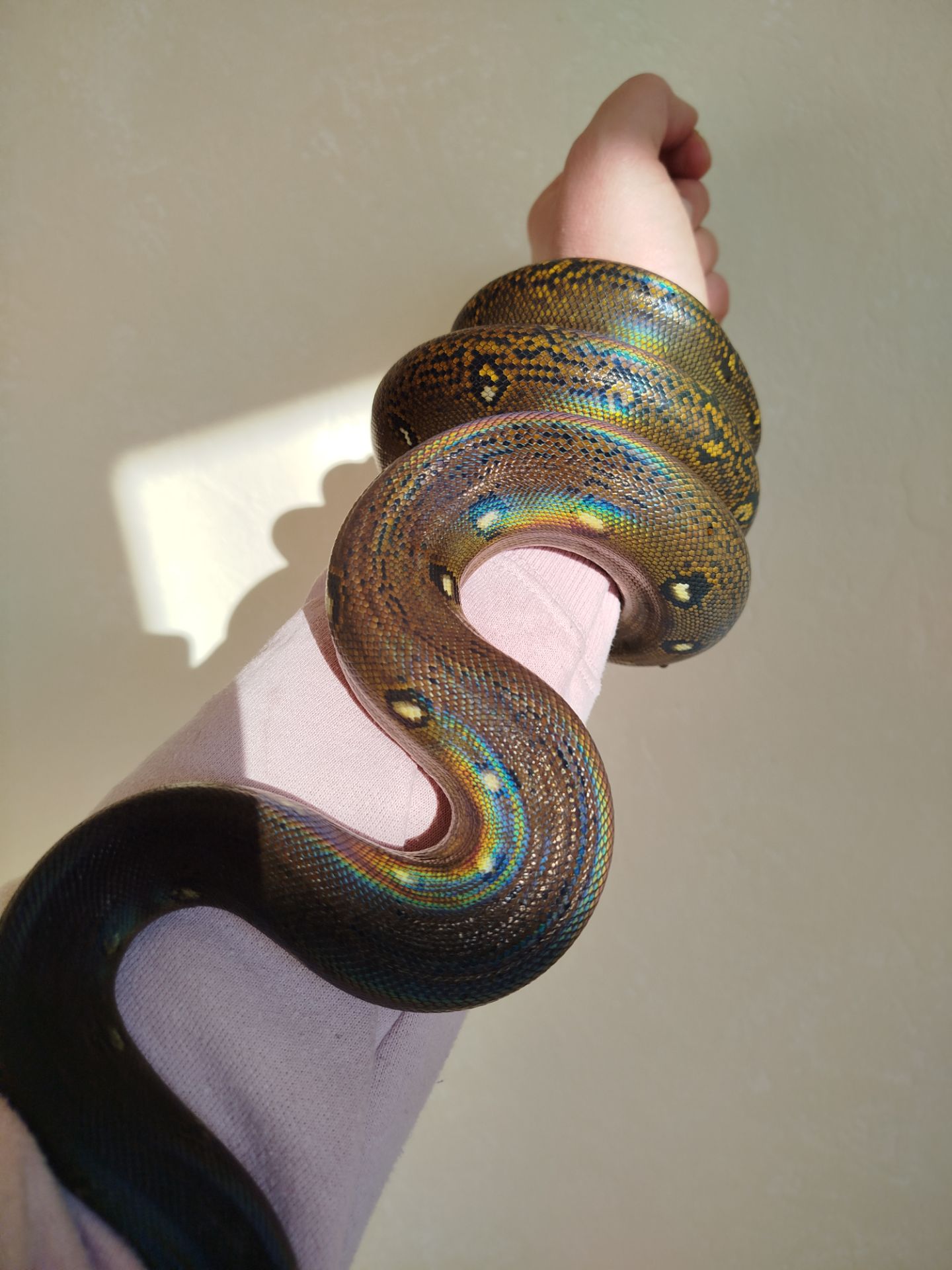 Сетчатый питон 🐍