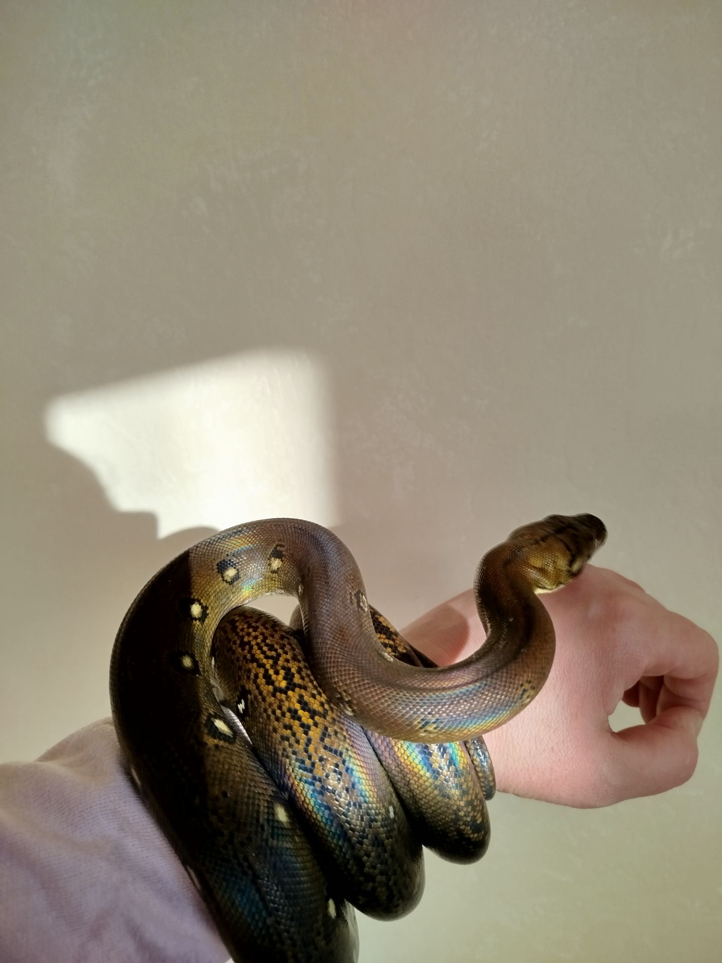 Сетчатый питон 🐍