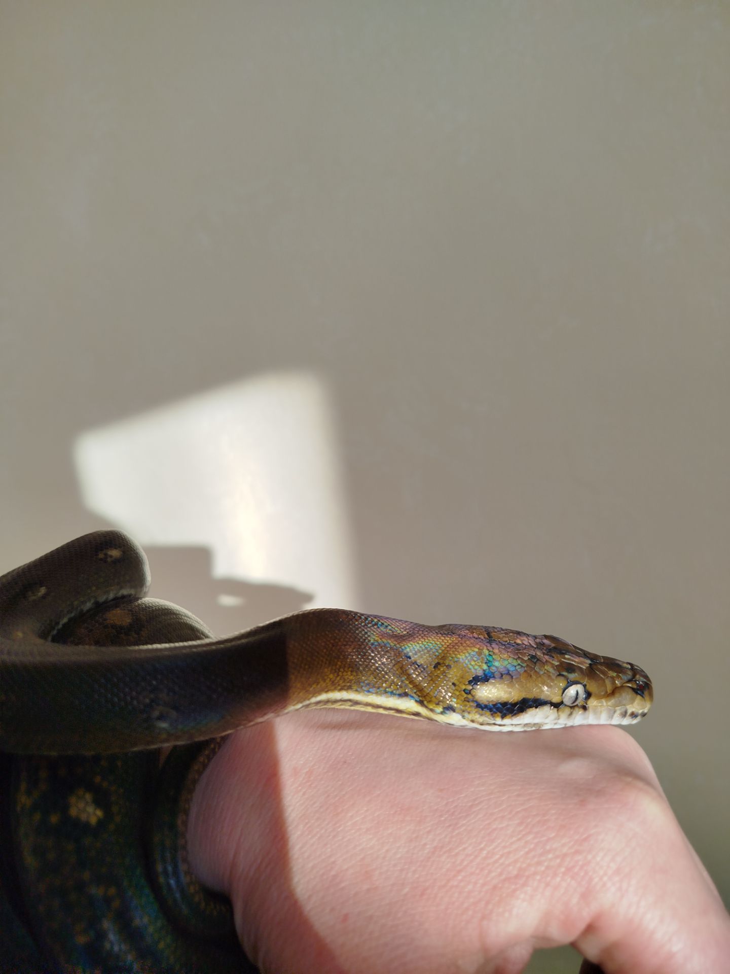 Сетчатый питон 🐍