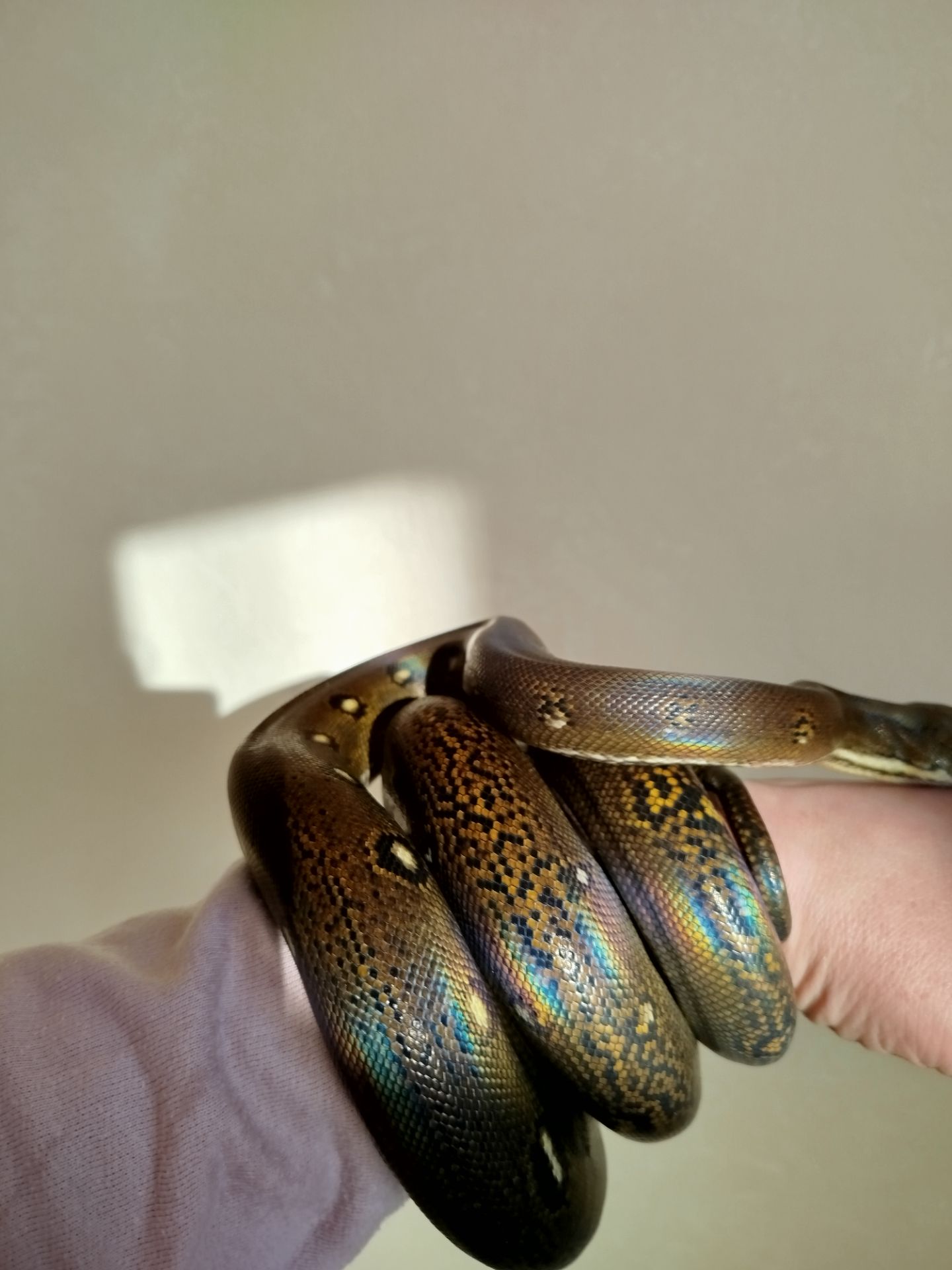 Сетчатый питон 🐍