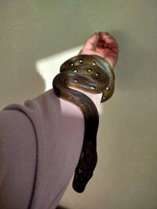 Сетчатый питон 🐍