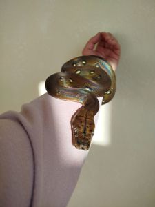 Сетчатый питон 🐍