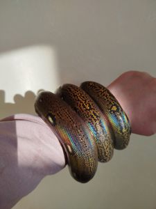 Сетчатый питон 🐍