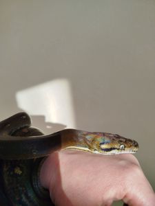 Сетчатый питон 🐍