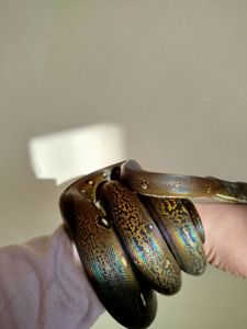 Сетчатый питон 🐍