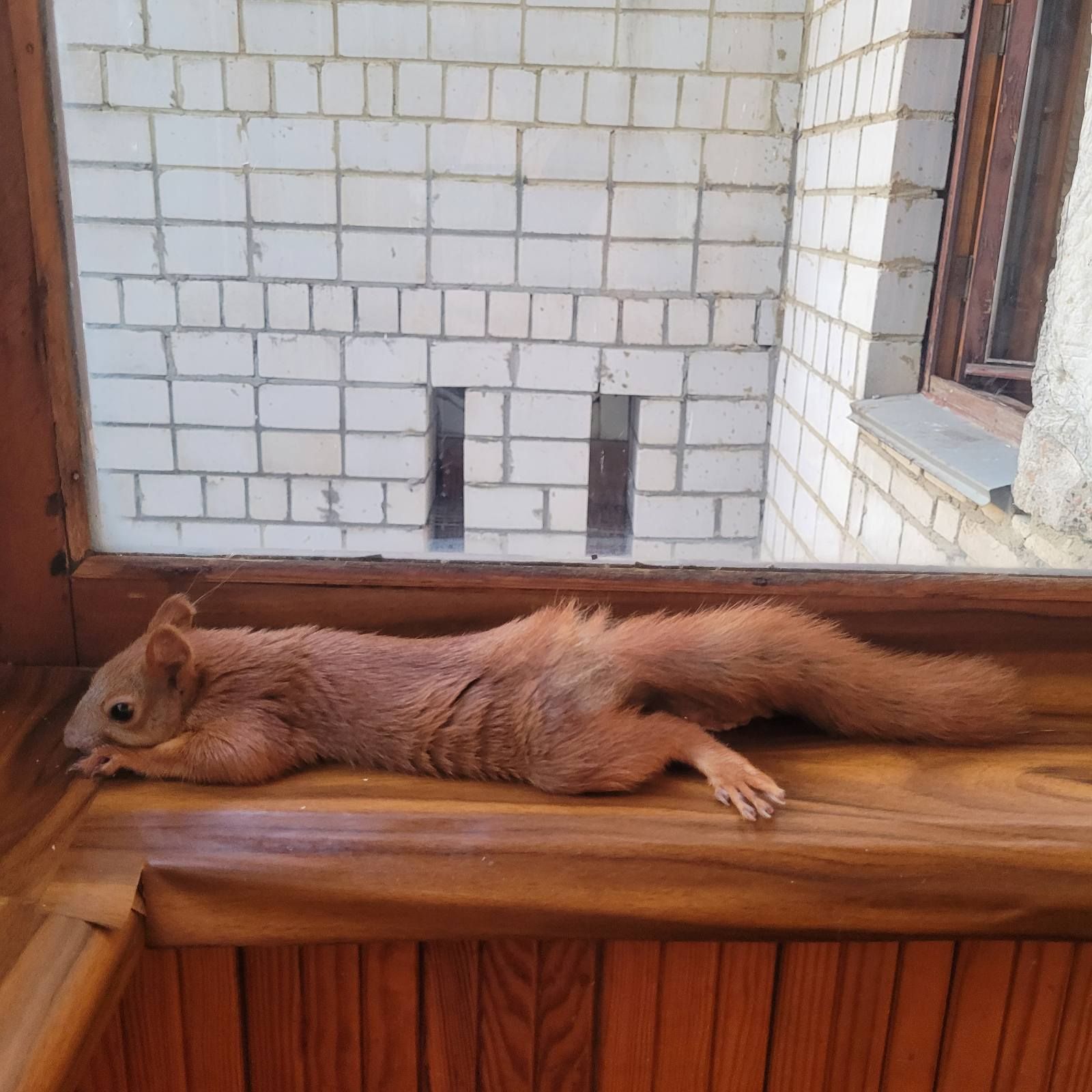 Домашня білка