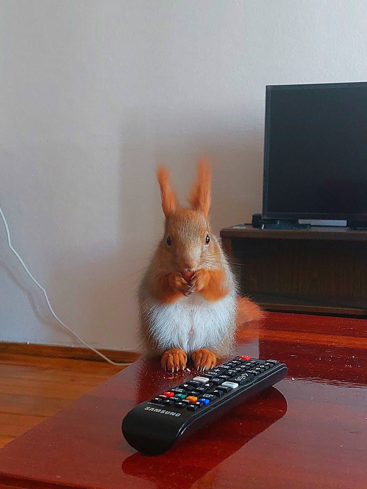 Домашня білка