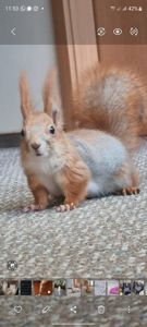 Домашня білка