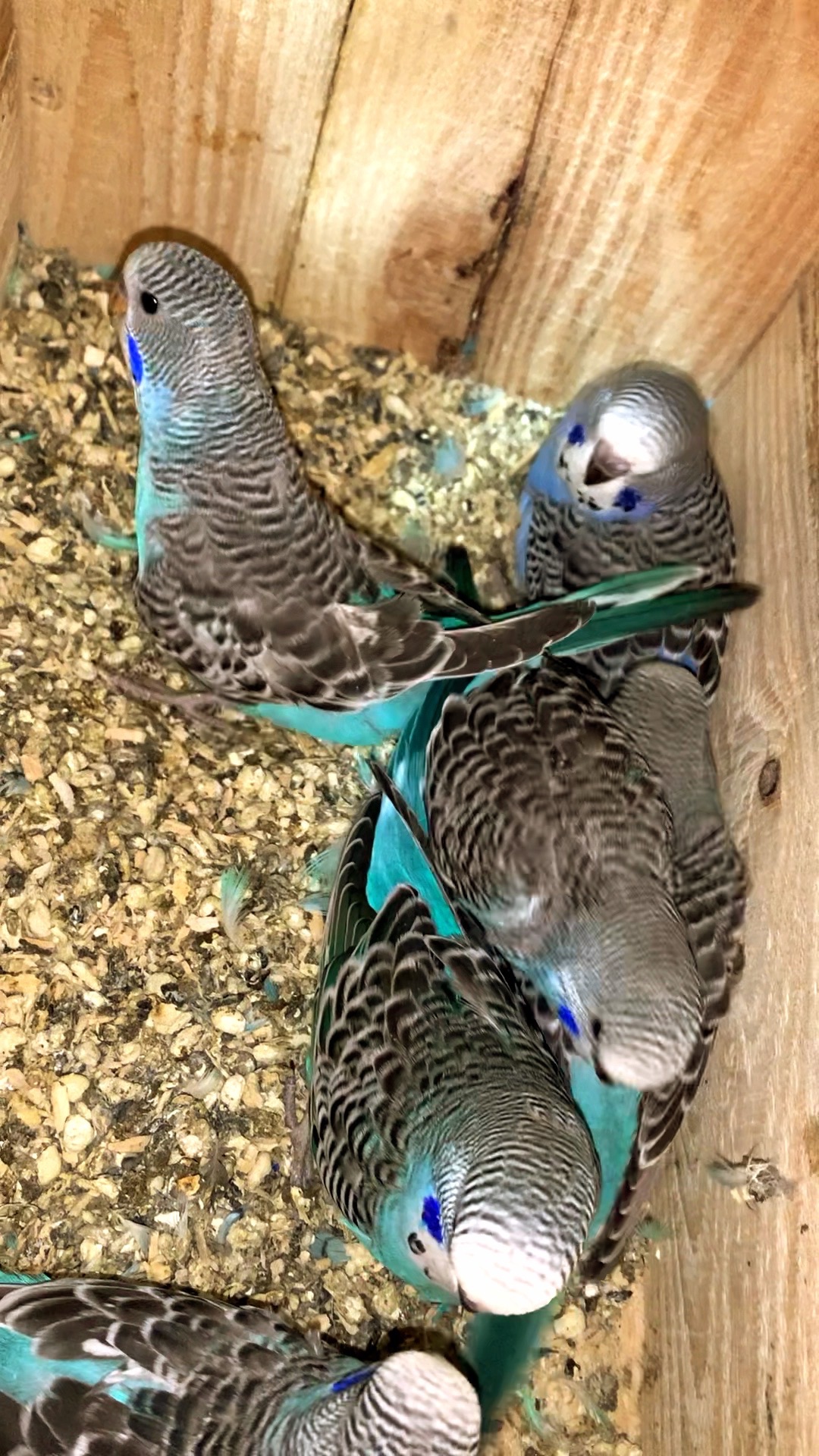 Месячные птенцы полу чехи.