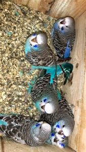 Месячные птенцы полу чехи.