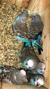 Месячные птенцы полу чехи.